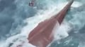 Virgo Transport 8 se vuelca en el mar de Java: 6 muertos, 129 desaparecidos y 108 rescatados