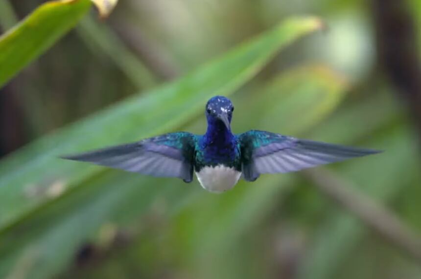 Planeta absurdo, serie de Netflix