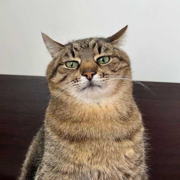 Stepan, gato ucraniano