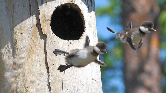 Foto: Imgur