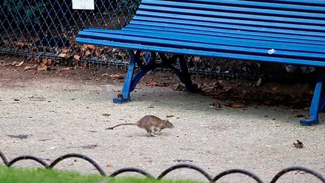 Ratas en Plazas de París. Medidas.