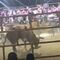 Hombre muere al ser aplastado por un toro en un jaripeo de Guerrero