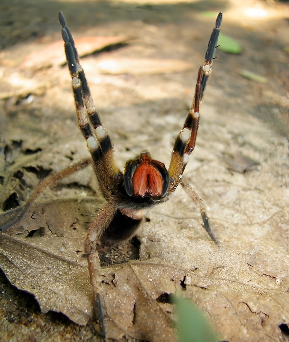 Araña errante brasileña