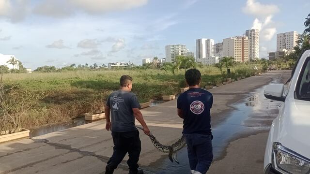 Capturan cocodrilos en Acapulco