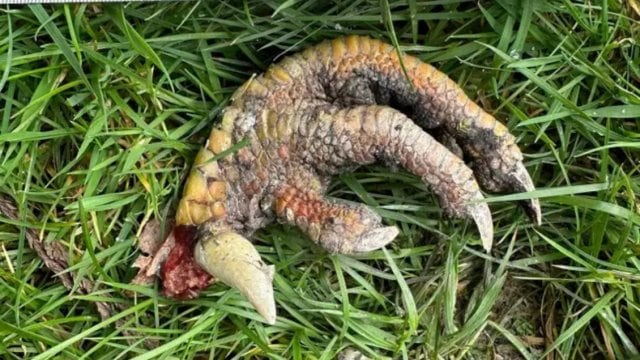 Garra de dinosaurio encontrada en un jardín