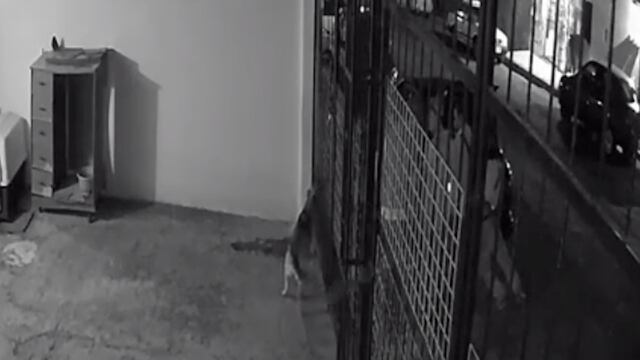 Balean a perrita cuando estaba dentro de su casa