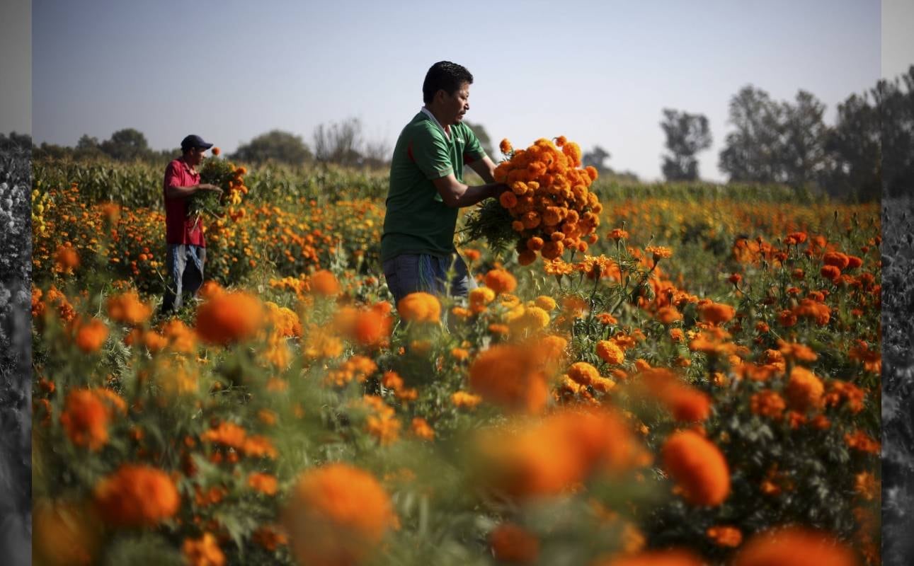 Con ello se prevé que la pérdida de 600 mil plantas, representará dejar de percibir 4.2 millones de pesos para los productores rurales de Xochimilco.
 