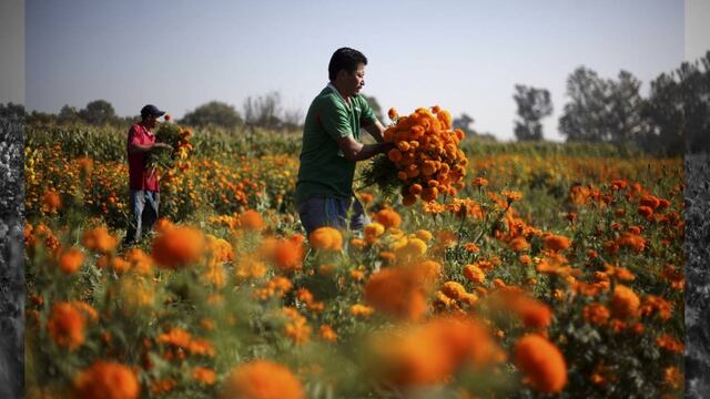 Con ello se prevé que la pérdida de 600 mil plantas, representará dejar de percibir 4.2 millones de pesos para los productores rurales de Xochimilco.
