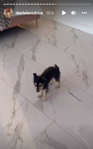 Tiko, perrito de Daniela Rodrice.