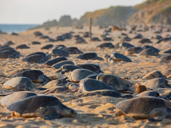 Michoacán vio nacer 5 millones de tortugas entre 2024-2025