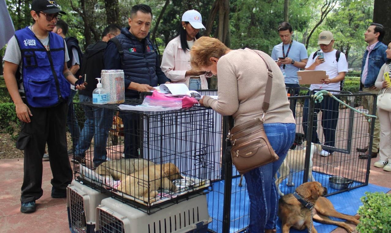 Grave situación en Parque México: perritos desnutridos, sin vacunar y otras irregularidades encontradas