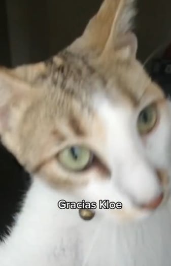 Gata le abre ventana a su dueña que se quedó afuera
