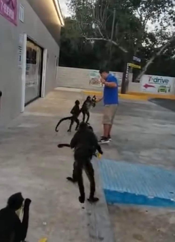Monos araña afuera de un 7-Eleven en Tulum, Quintana Roo.