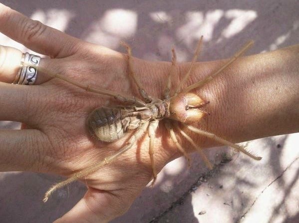 Este arácnido carnívoro es frecuentemente confundido con los escorpiones.