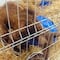 La osa rescatada del zoológico La Pastora en Nuevo León recupera su salud