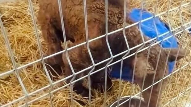 La osa rescatada del zoológico La Pastora en Nuevo León recupera su salud