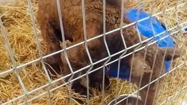 La osa rescatada del zoológico La Pastora en Nuevo León recupera su salud