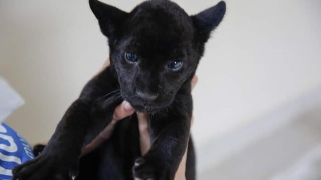 Jaguar melánico nace en zoológico de Mérida
