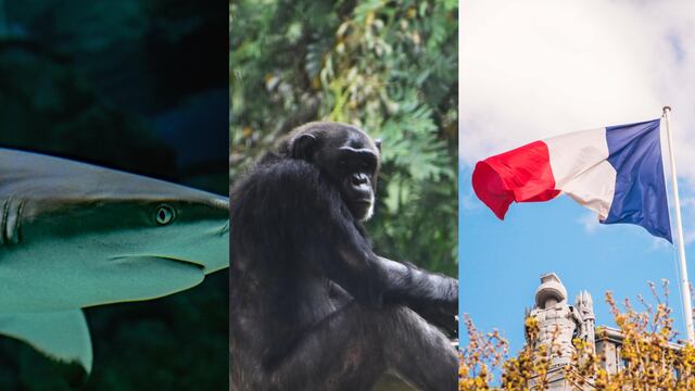 Este 14 de julio se celebra el Día del Tiburón, el Día del Chimpancé y el Día Nacional de Francia