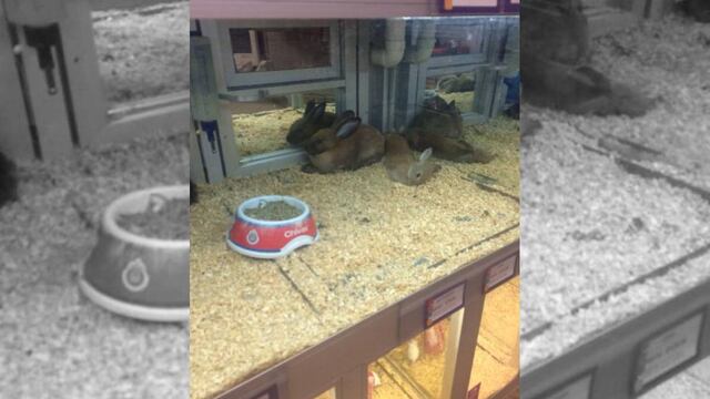 En redes sociales circula la imagen de un conejo muerto dentro de una vitrina de la sucursal de Maskota en Cuautitlán Izcalli.