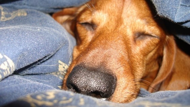 6 señales que pueden indicar que un perro está por fallecer.