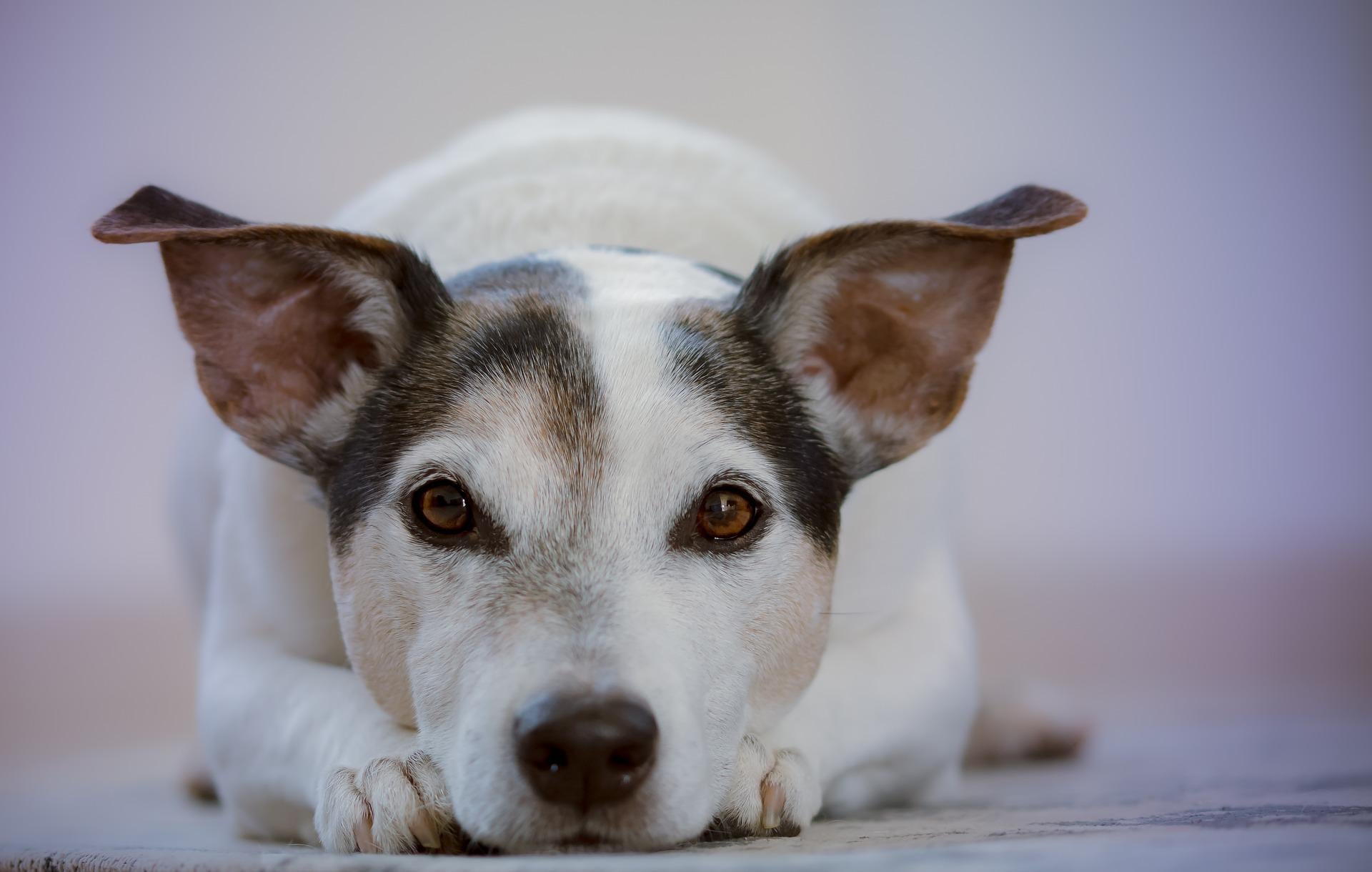 Perro