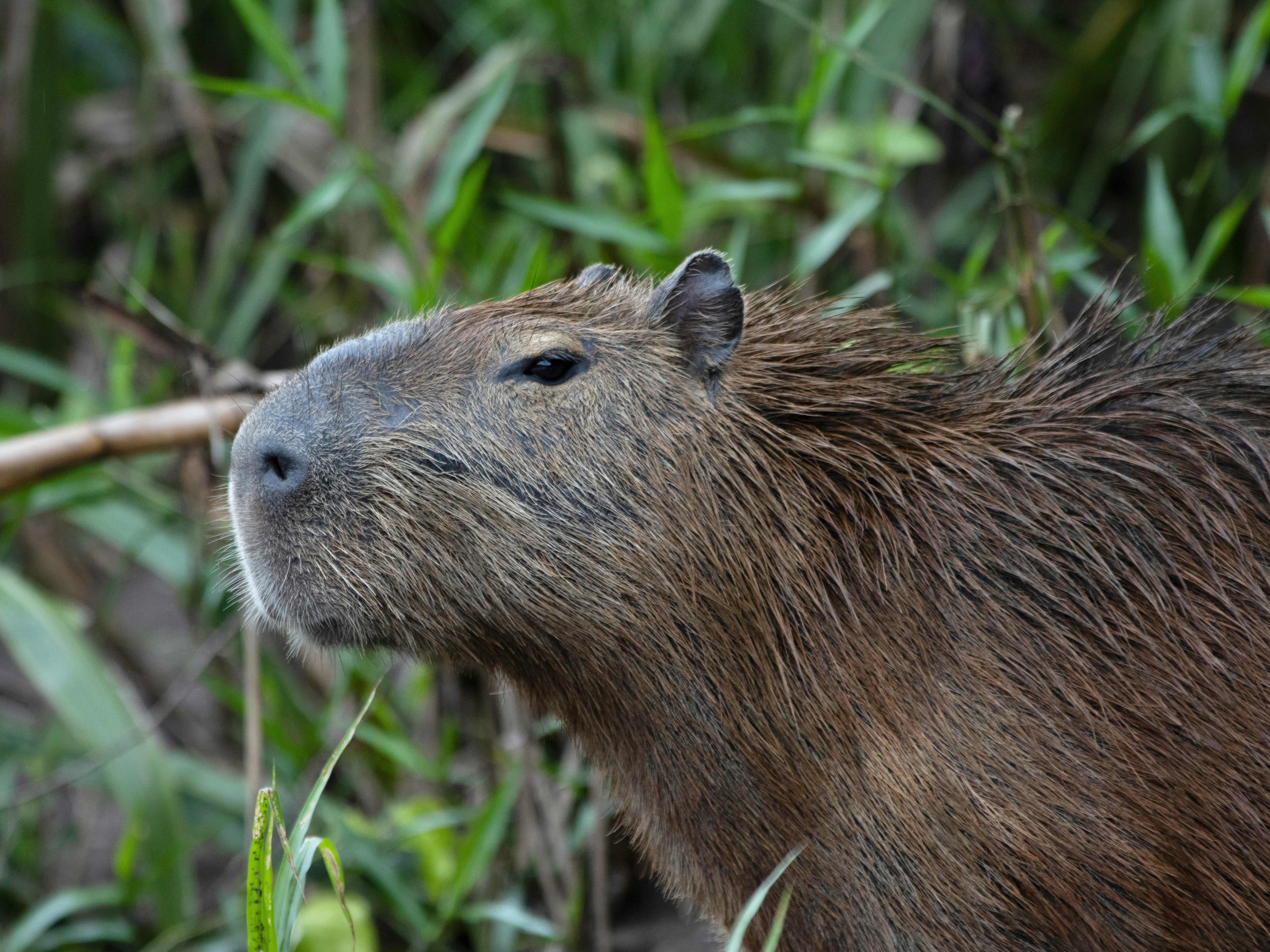 Capibara Fest 2025 en CDMX