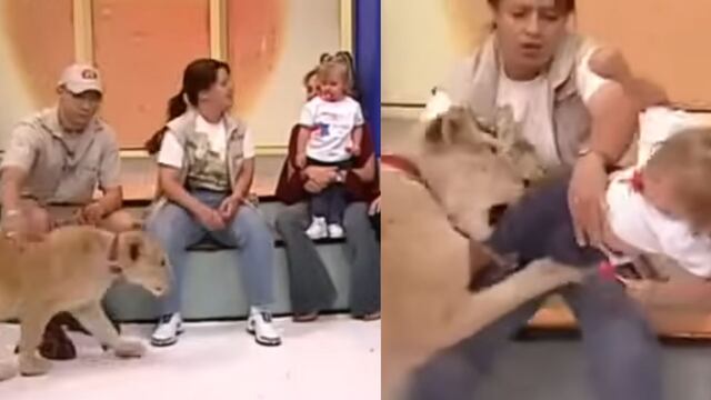 Hija de Andrea Rodríguez fue atacada por un león en un programa en vivo.