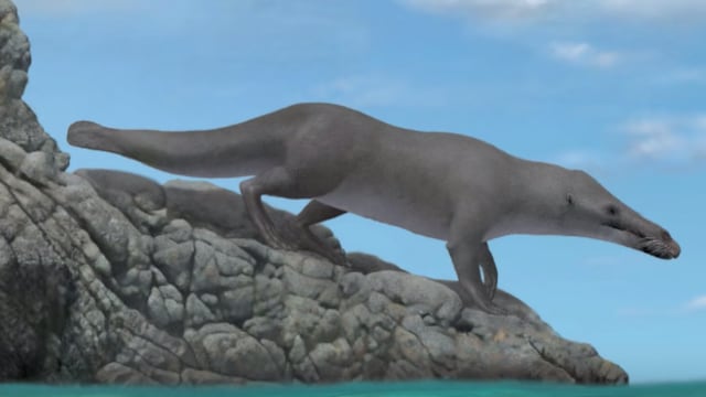 Ballena de cuatro patas