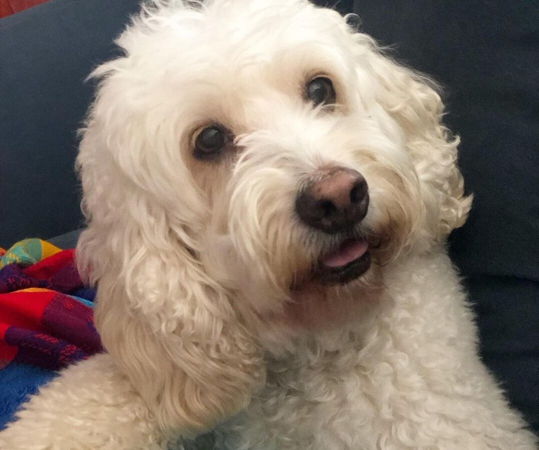 Chester, el perro de Paul Stanley y Joely Bernat