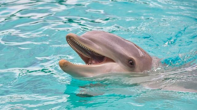 Delfín.