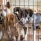 Salvan a 95 perritos de ser convertidos en tacos en Nezahualcóyotl