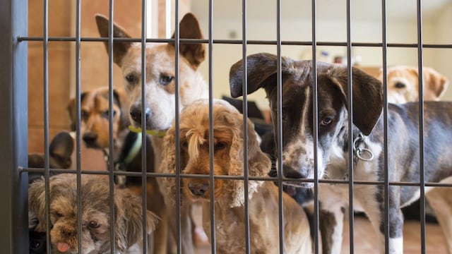 Perros-Maltrato animal