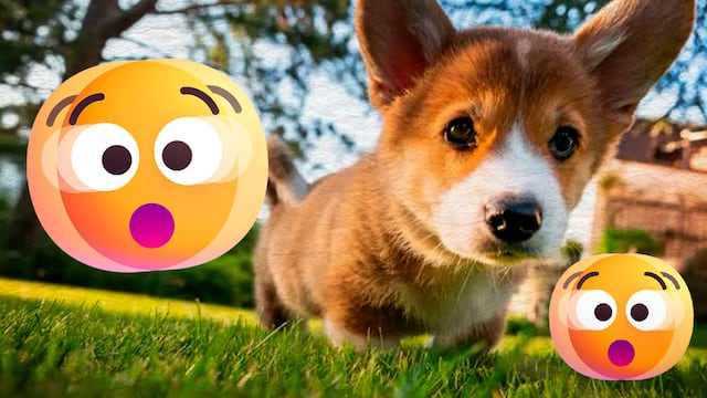 Qué hacer si mi perro come una uva