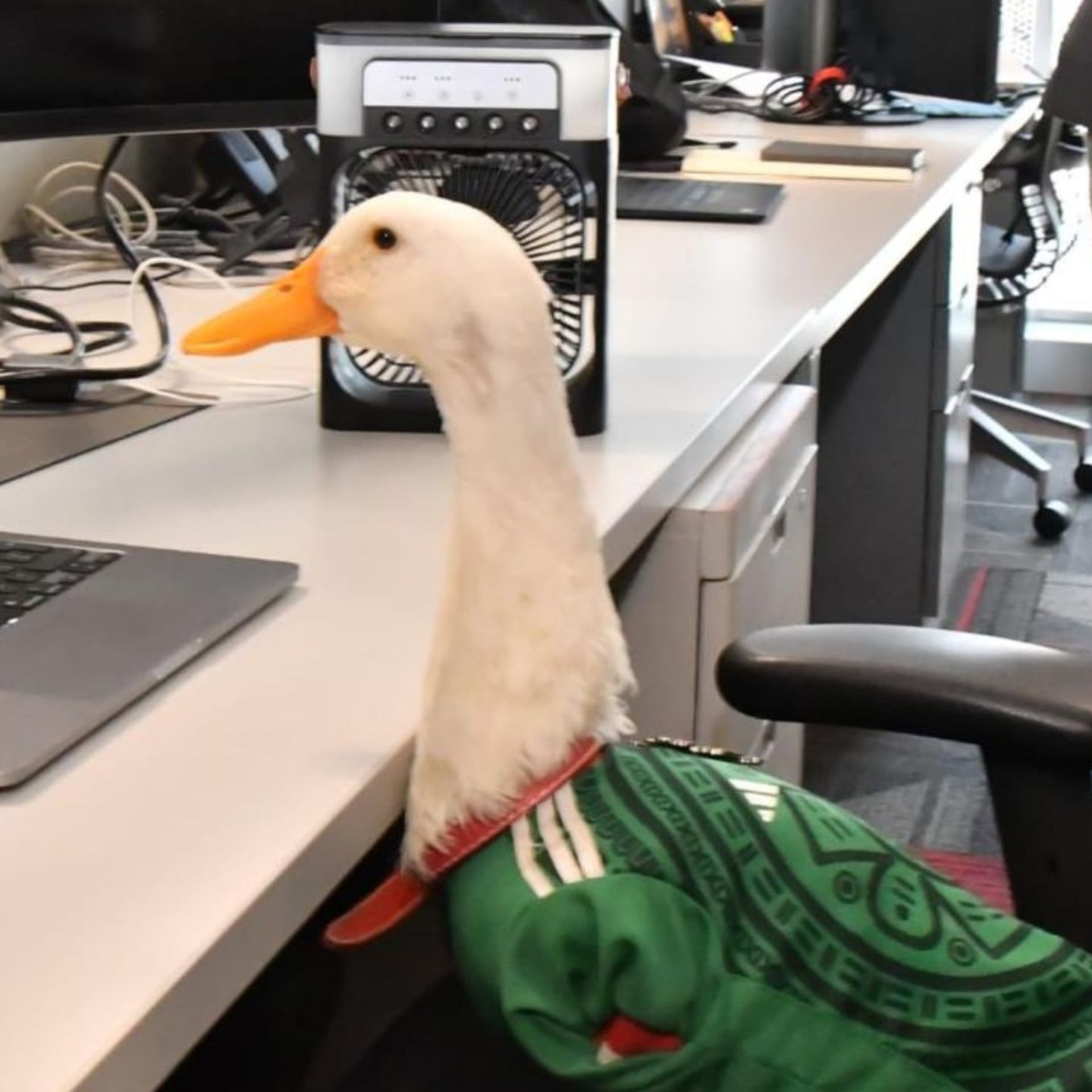 Pato Merlín ya tiene registro de marca; IMPI reconoce a su propietaria