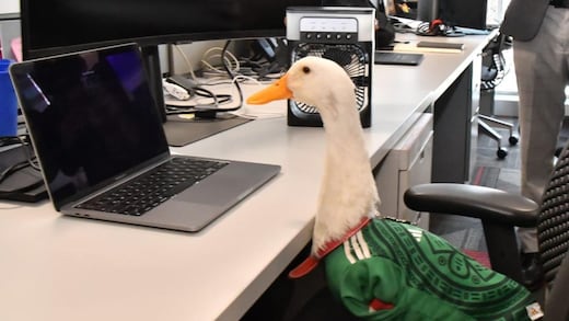 Pato Merlín ya tiene registro de marca; IMPI reconoce a su propietaria
