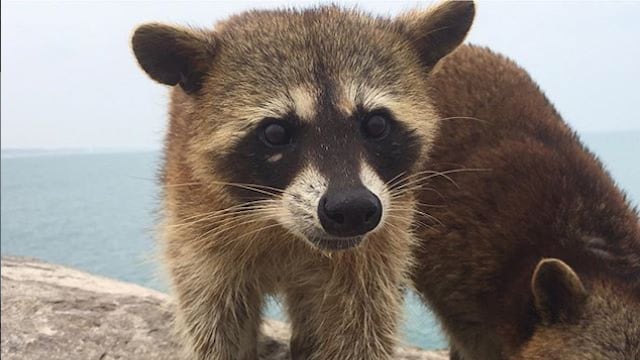 Playa Miramar está habitada por mapaches