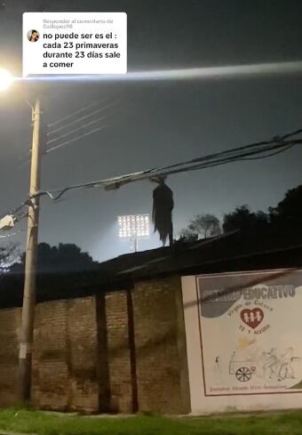 ¿Demonio de Jeepers Creepers o palmera?