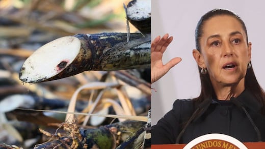 Sheinbaum revela cómo beneficia a México la exportación de azúcar a Estados Unidos