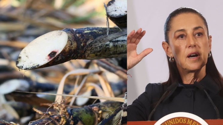 Sheinbaum revela cómo beneficia a México la exportación de azúcar a Estados Unidos