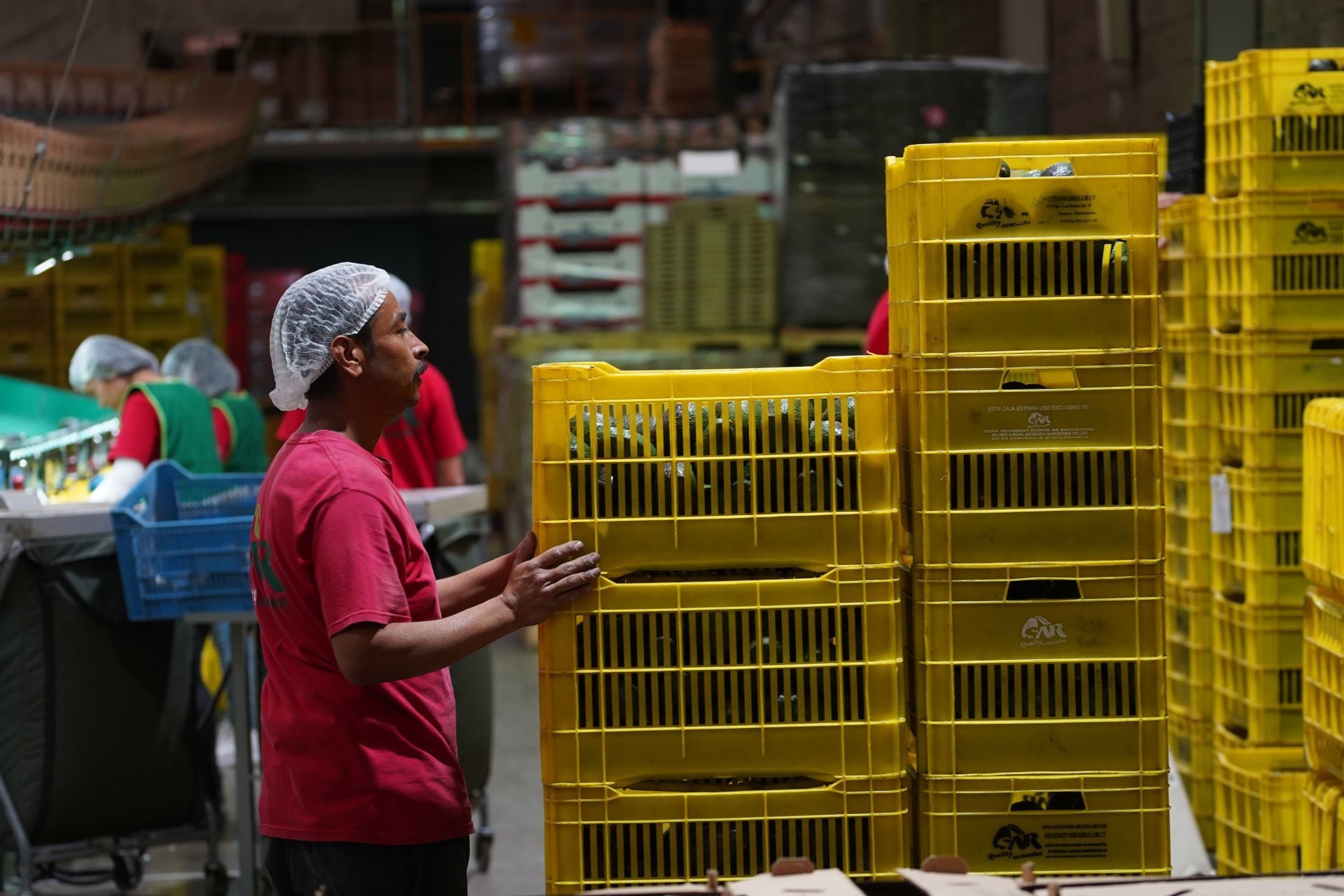 Michoacán es el principal productor de aguacate, exporta 2.3 millones de toneladas anuales con un valor de aduana de 7.6 millones de dólares