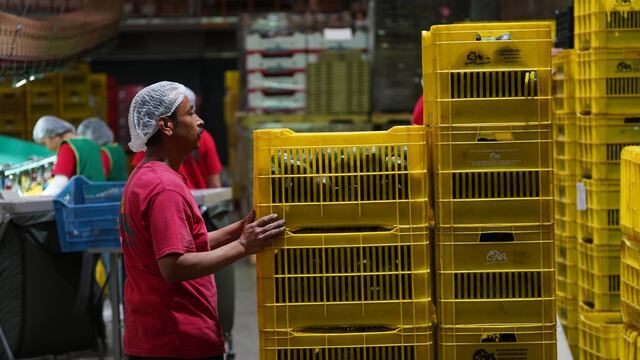 Michoacán es el principal productor de aguacate, exporta 2.3 millones de toneladas anuales con un valor de aduana de 7.6 millones de dólares