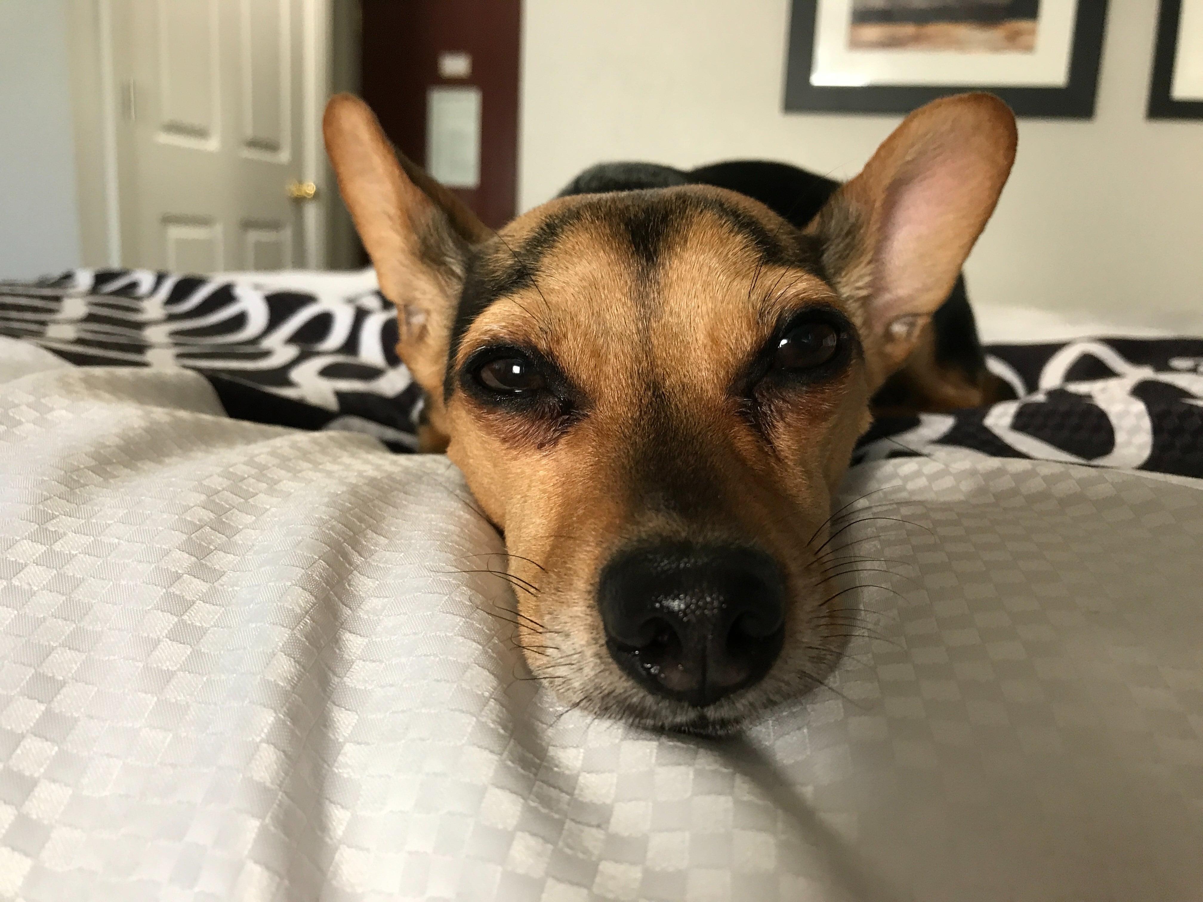 Perro