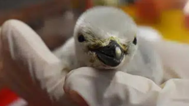 Pingüino Barbijo nace en acuario de León