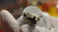 Acuario de León logra el primer nacimiento de un pingüino barbijo en Latinoamérica