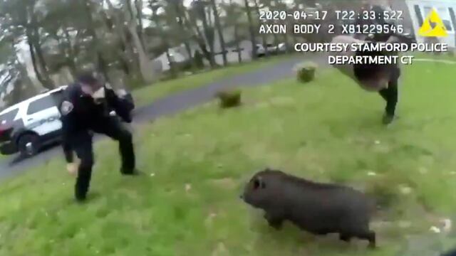 Policías corriendo tras un cerdo