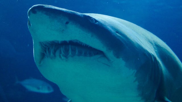 Hallan restos de megalodon en Yucatán