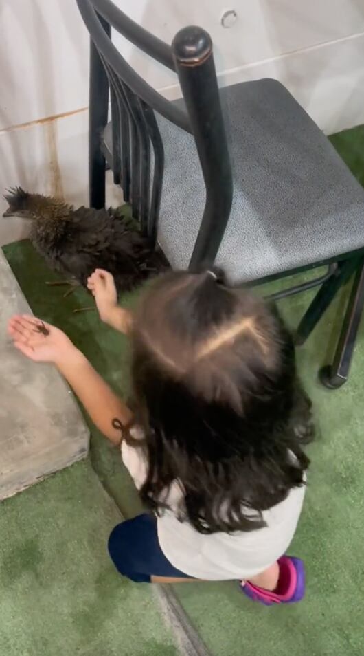 Quería presentarle un grillo a su pollo mascota; trágico resultado ahora circula por TikTok