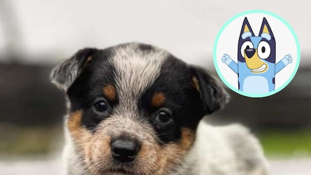 Cuidados para un pastor ganadero australiano como Bluey