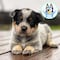 ¿Cómo cuidar y alimentar a un pastor ganadero australiano? 7 tips si tienes a un cachorro de Bluey en casa